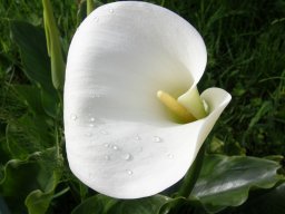 arum blanc